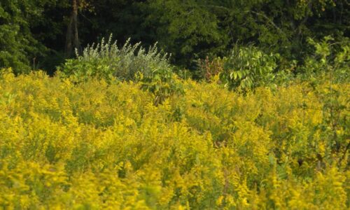 Astroprognozė: 2025 birželis