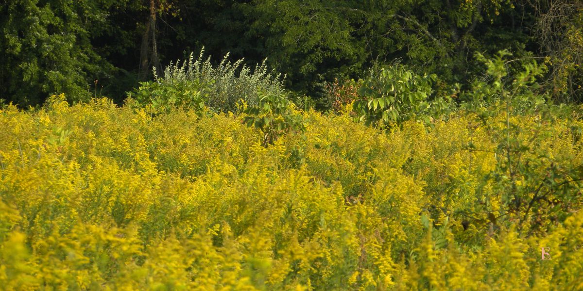 Astroprognozė 2025 birželis